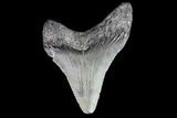 Juvenile Megalodon Tooth - Georgia #83674-1
